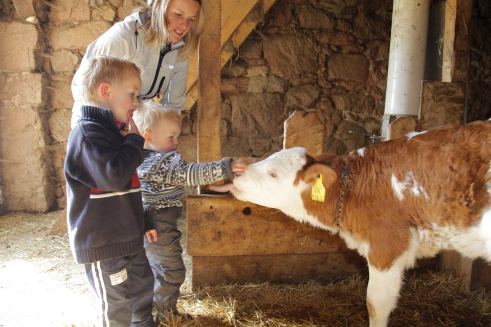 Kinder streicheln Kälbchen im Stall Kinder streicheln Kälbchen im Stall